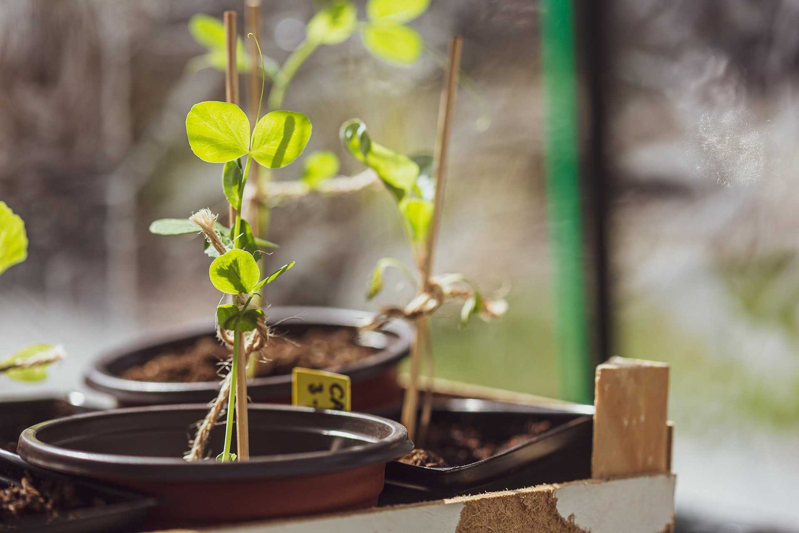 How to grow peas in pots