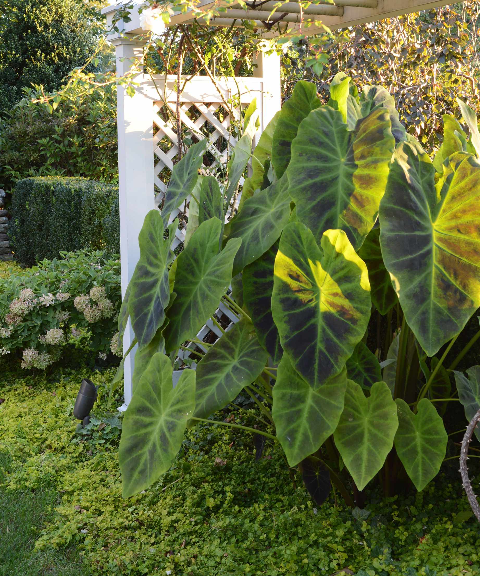 Elephant ears growing in a garden under a pergola