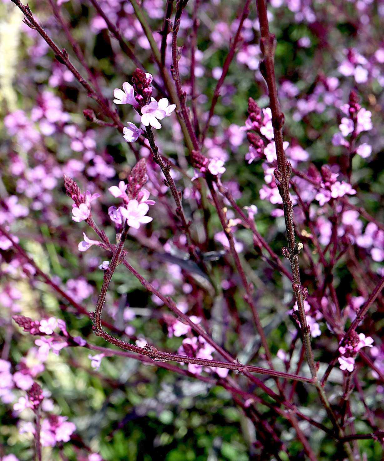 Verbena officinalis var. grandiflora 'Bampton'