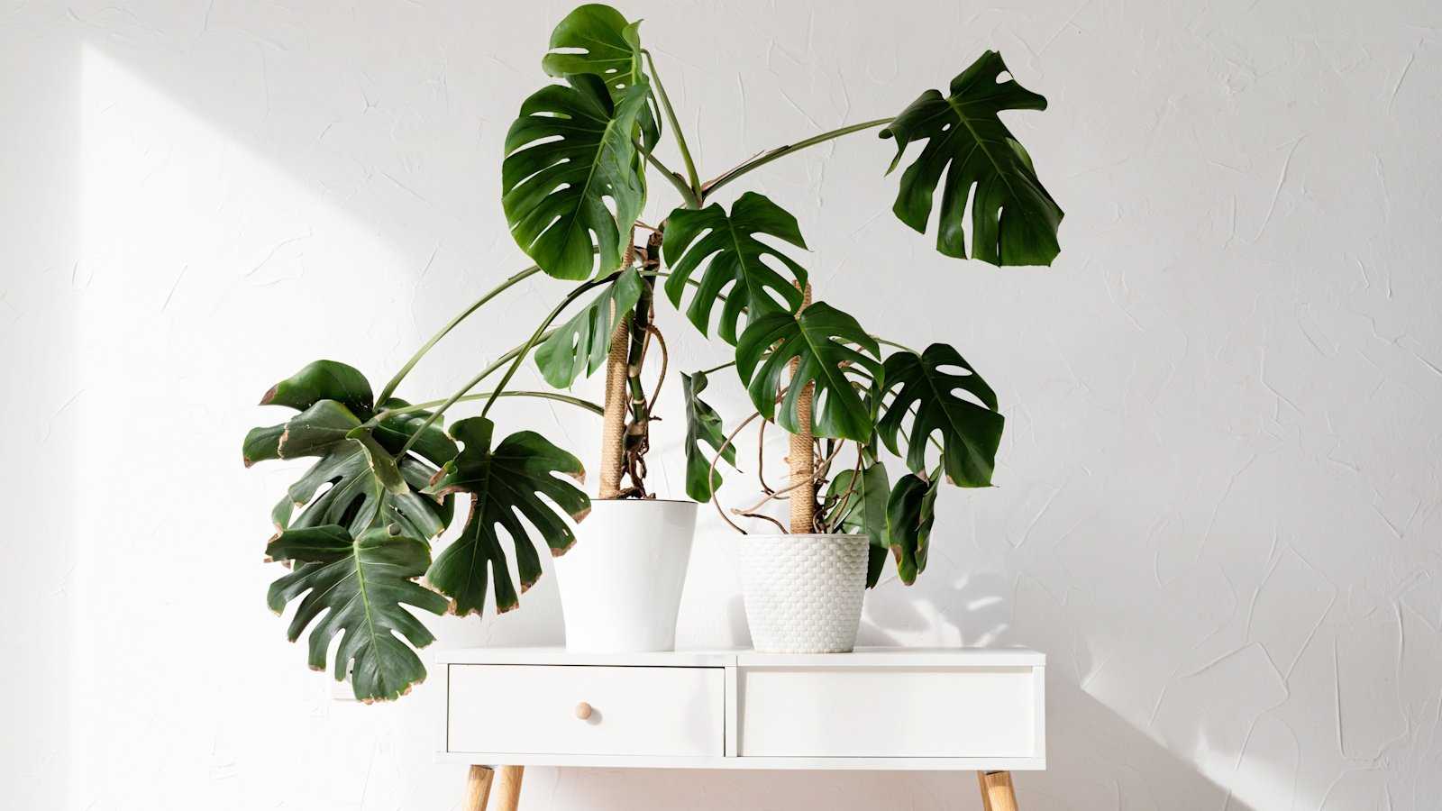How to train an overgrown monstera