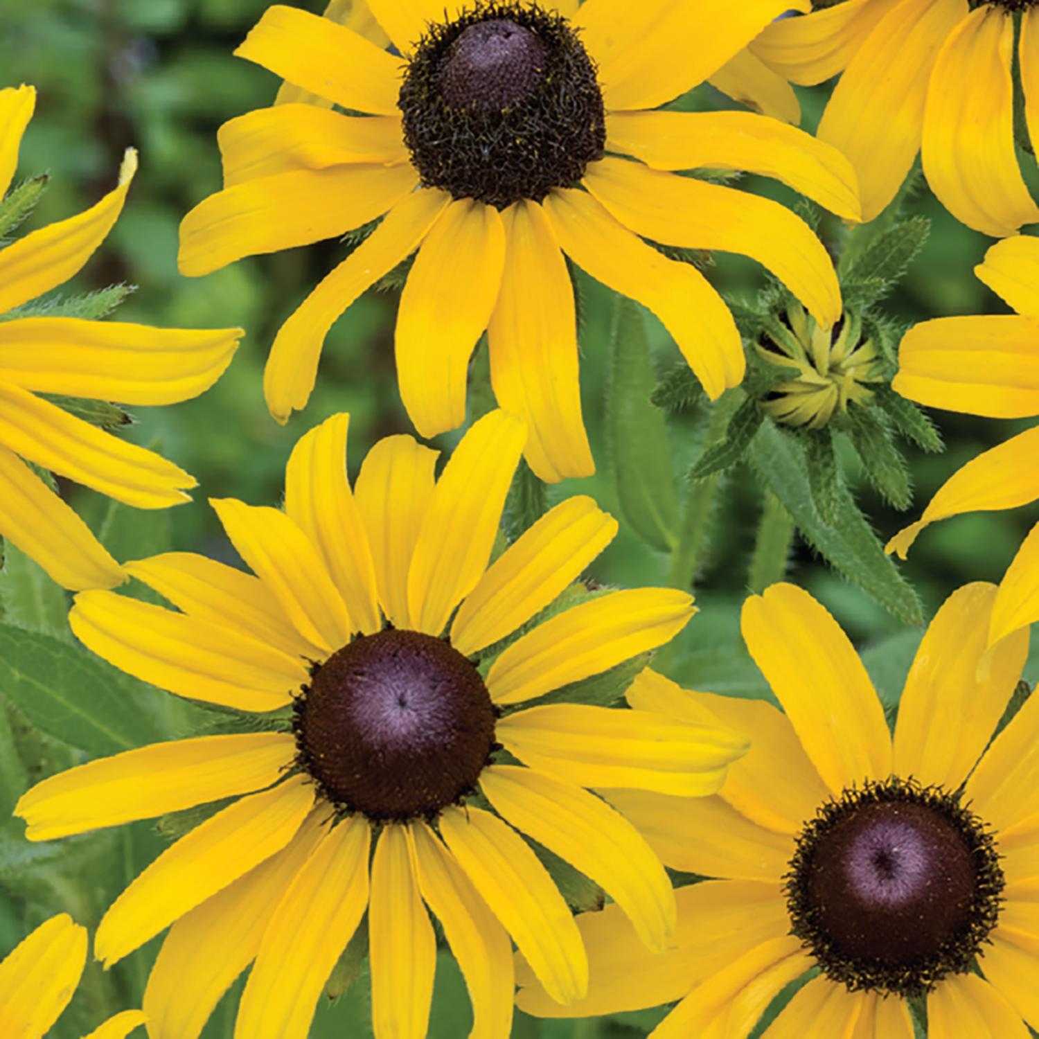 Rudbeckia Hirta, Black Eyed Susan Perennial Flower Seeds