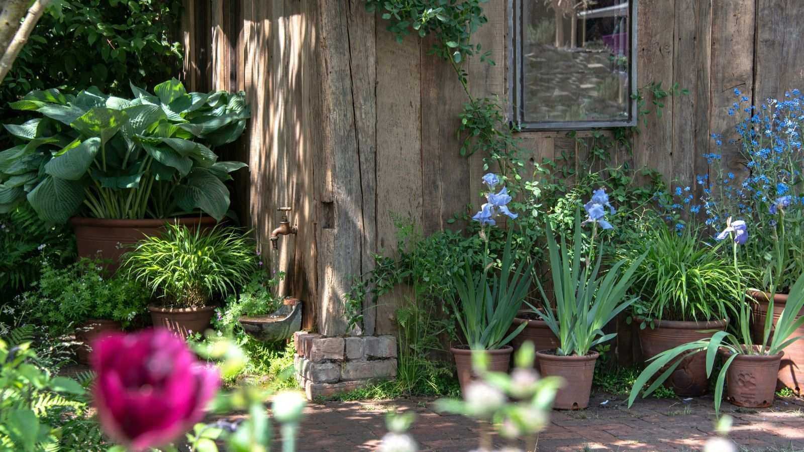 3 Container Plant Pairings That Thrive on Neglect – For Fuss-Free Blooms All Summer Long