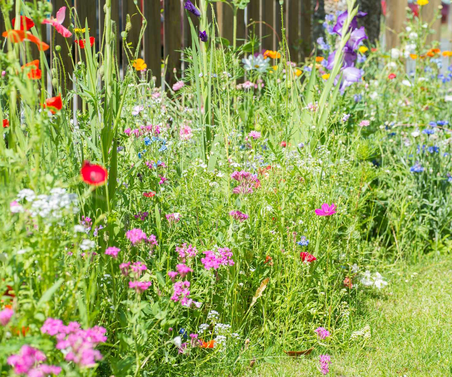 A bright and colorful summer flower border