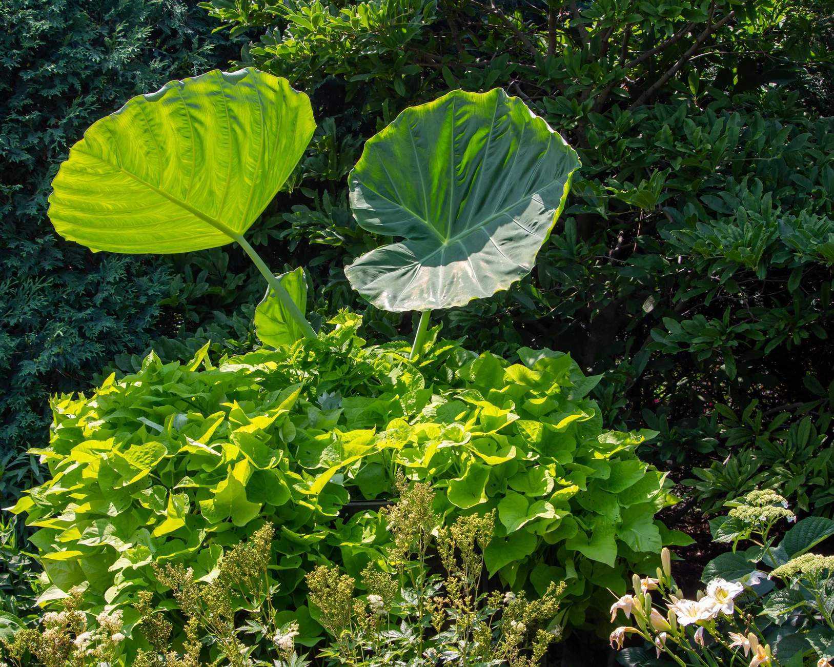 Elephant ears planted in a backyard among other plants