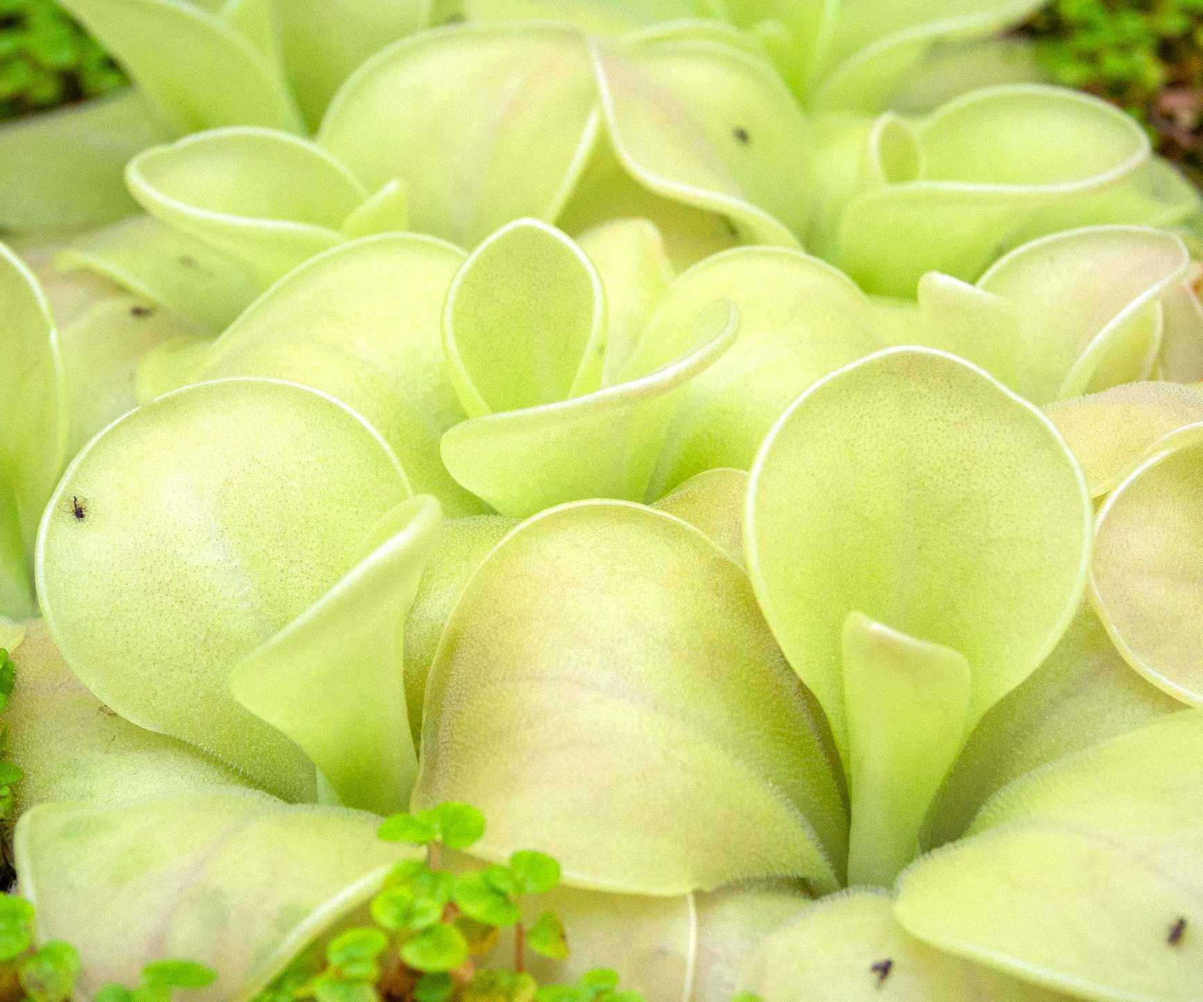 butterwort