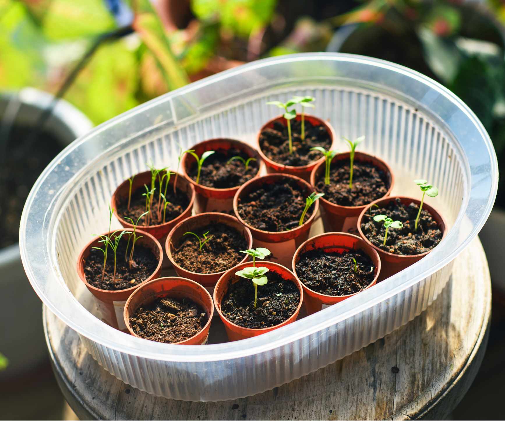 Indoor greenhouse container