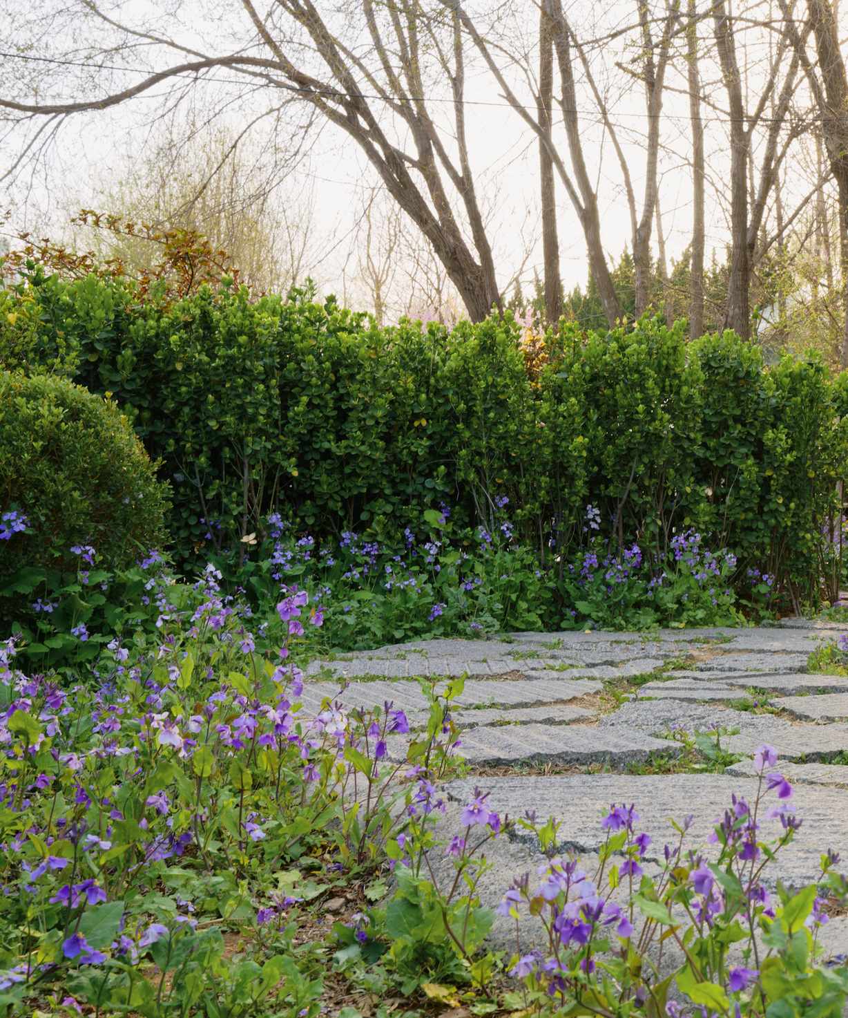 Garden path with lots of planting
