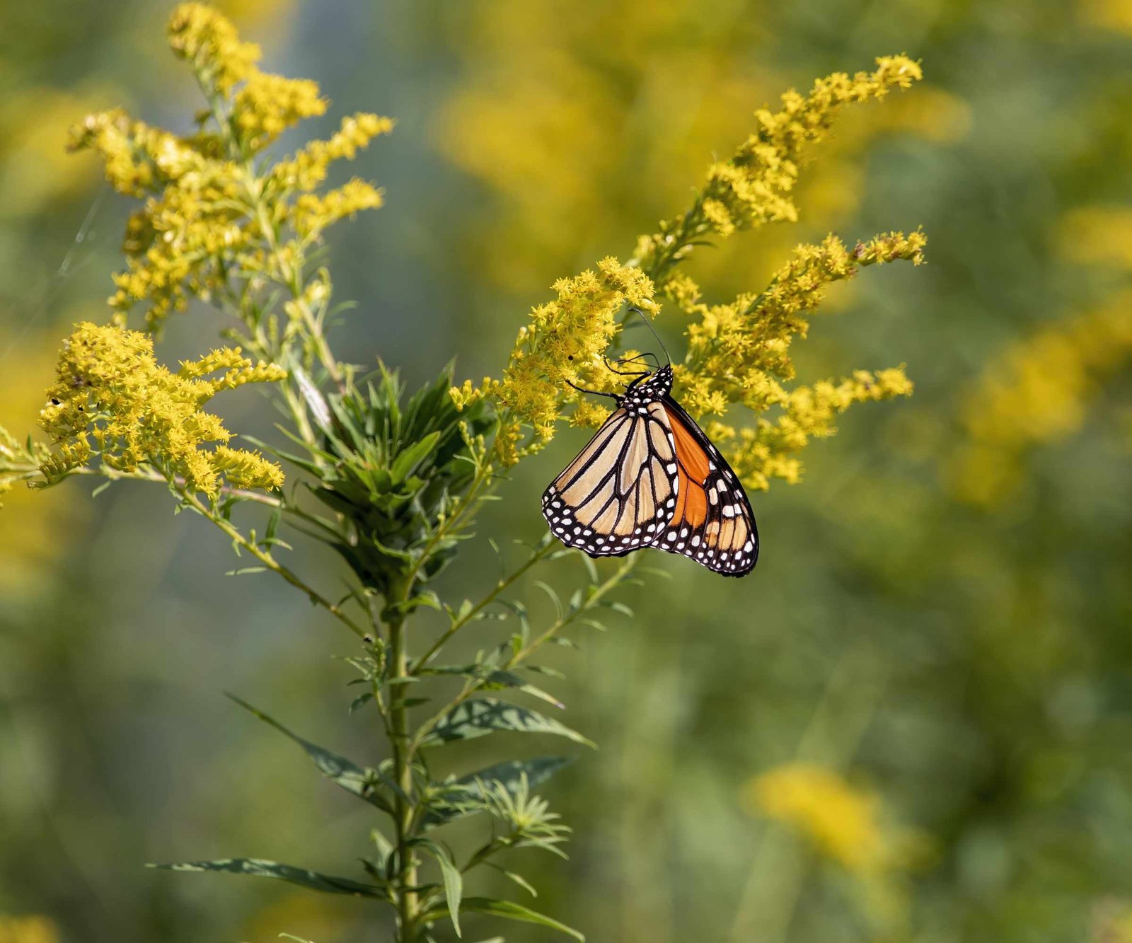 Butterfly on a yellow plant