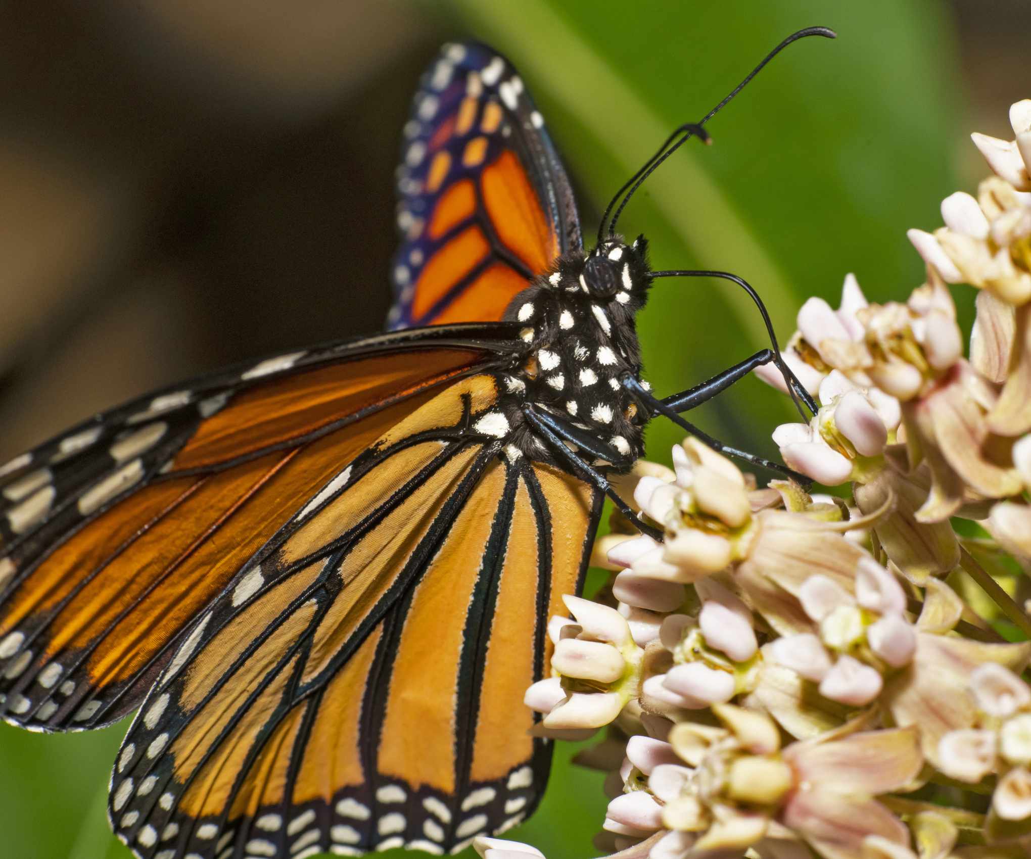 A monarch butterfly feeding on nectar from milkweed blooms