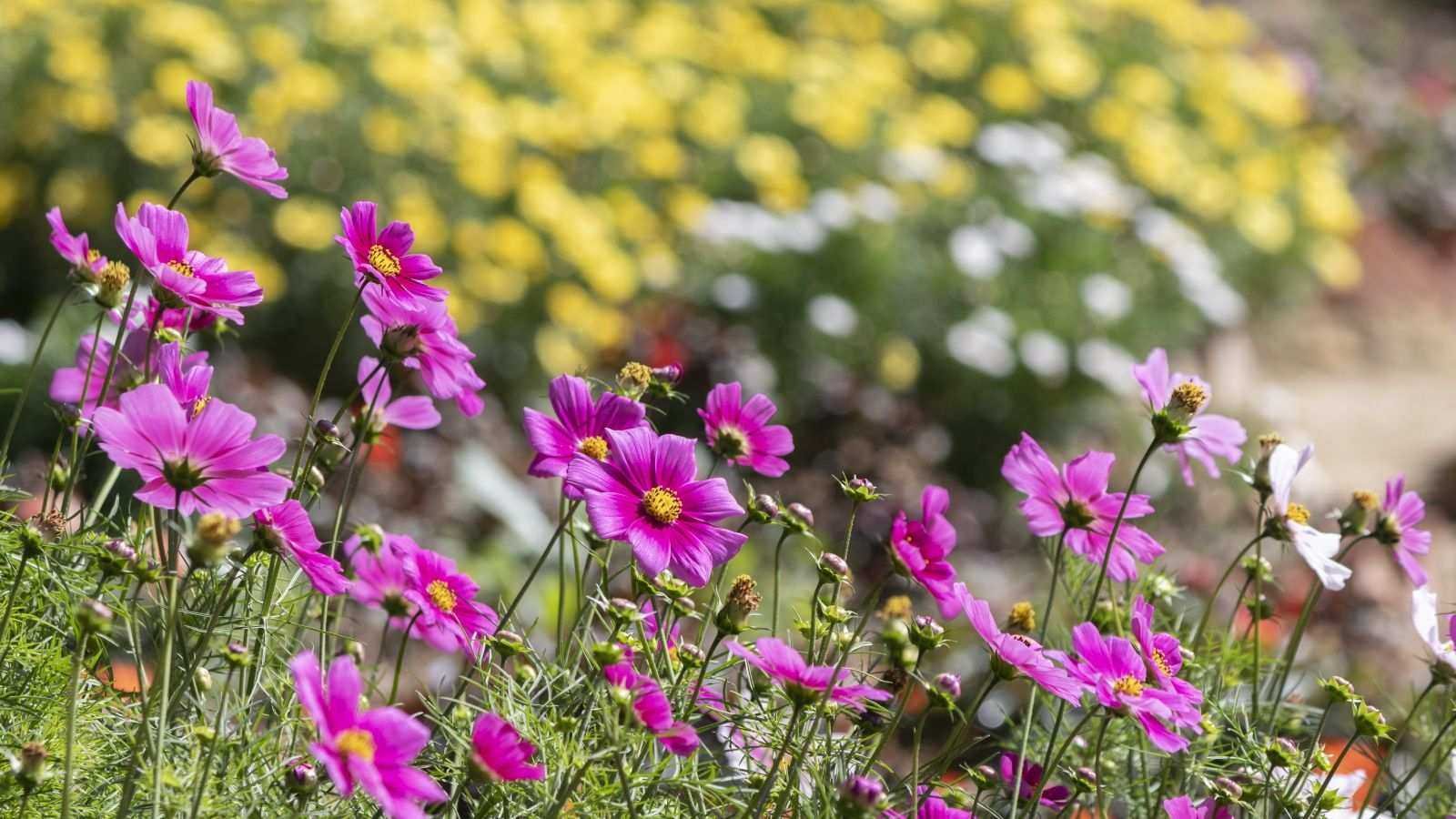 What are cut-and-come-again flowers? Advice from a professional gardener on repeat-flowering plants