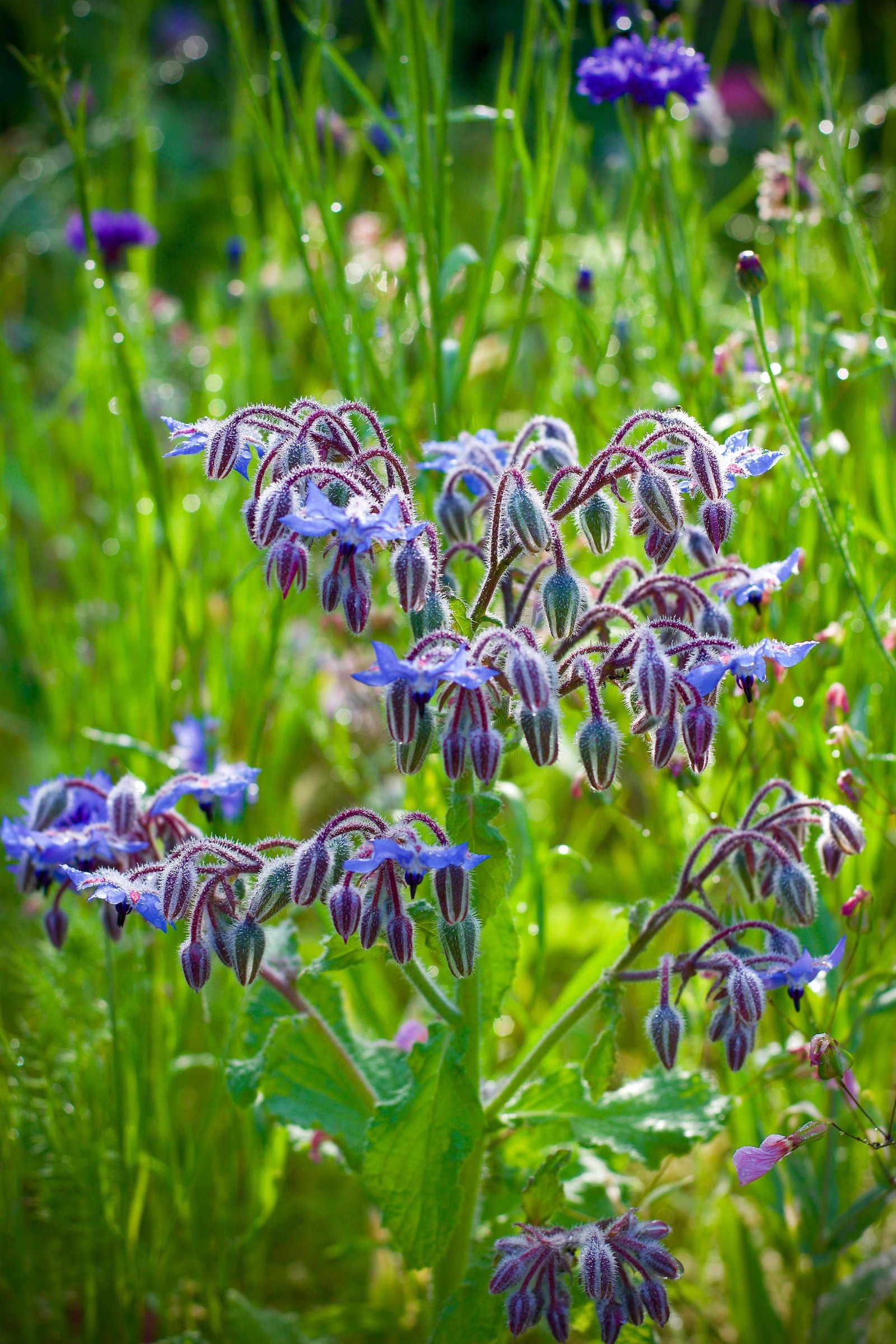 Edible flowers - borage