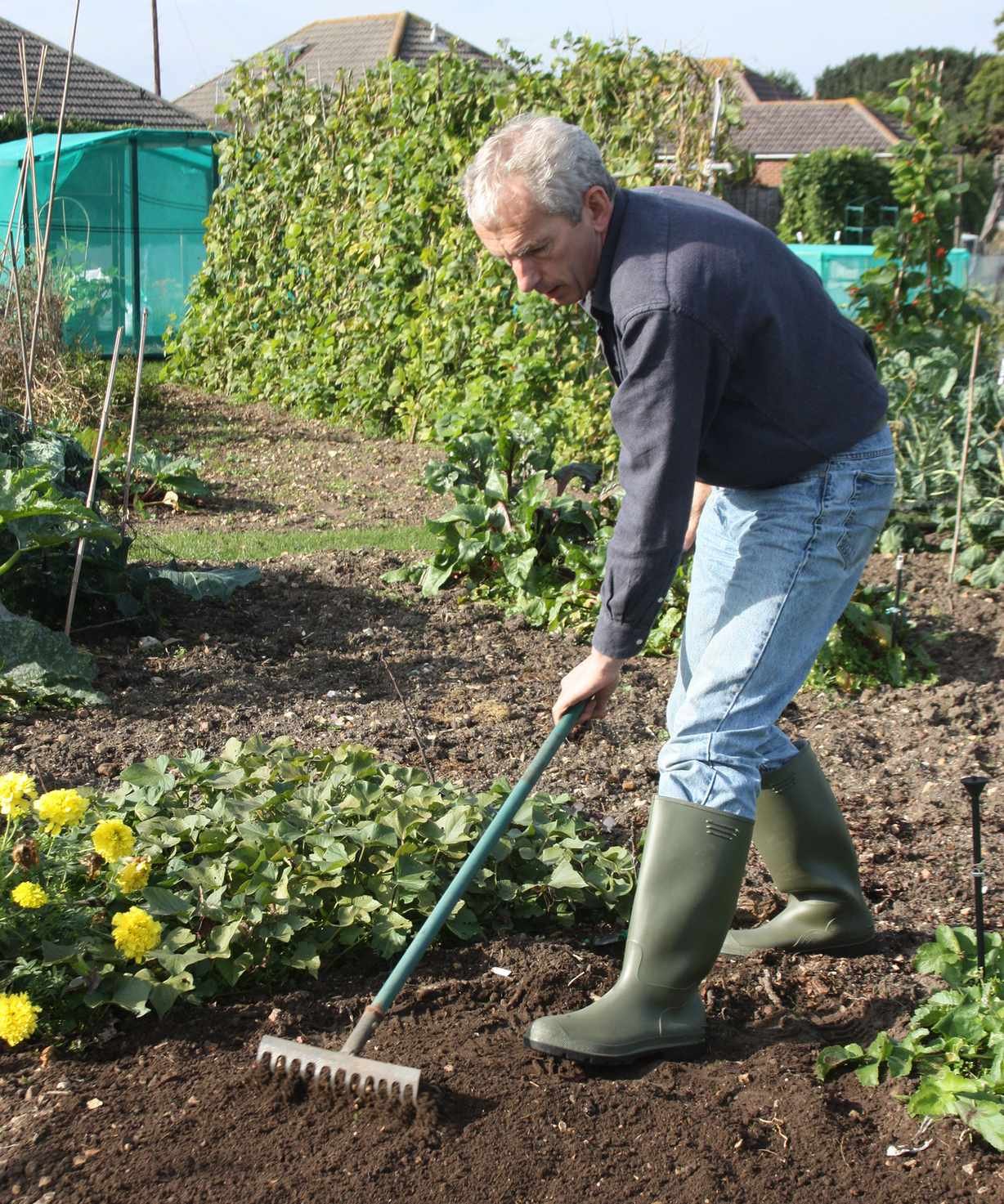Tim Rumball gardening on an allotment