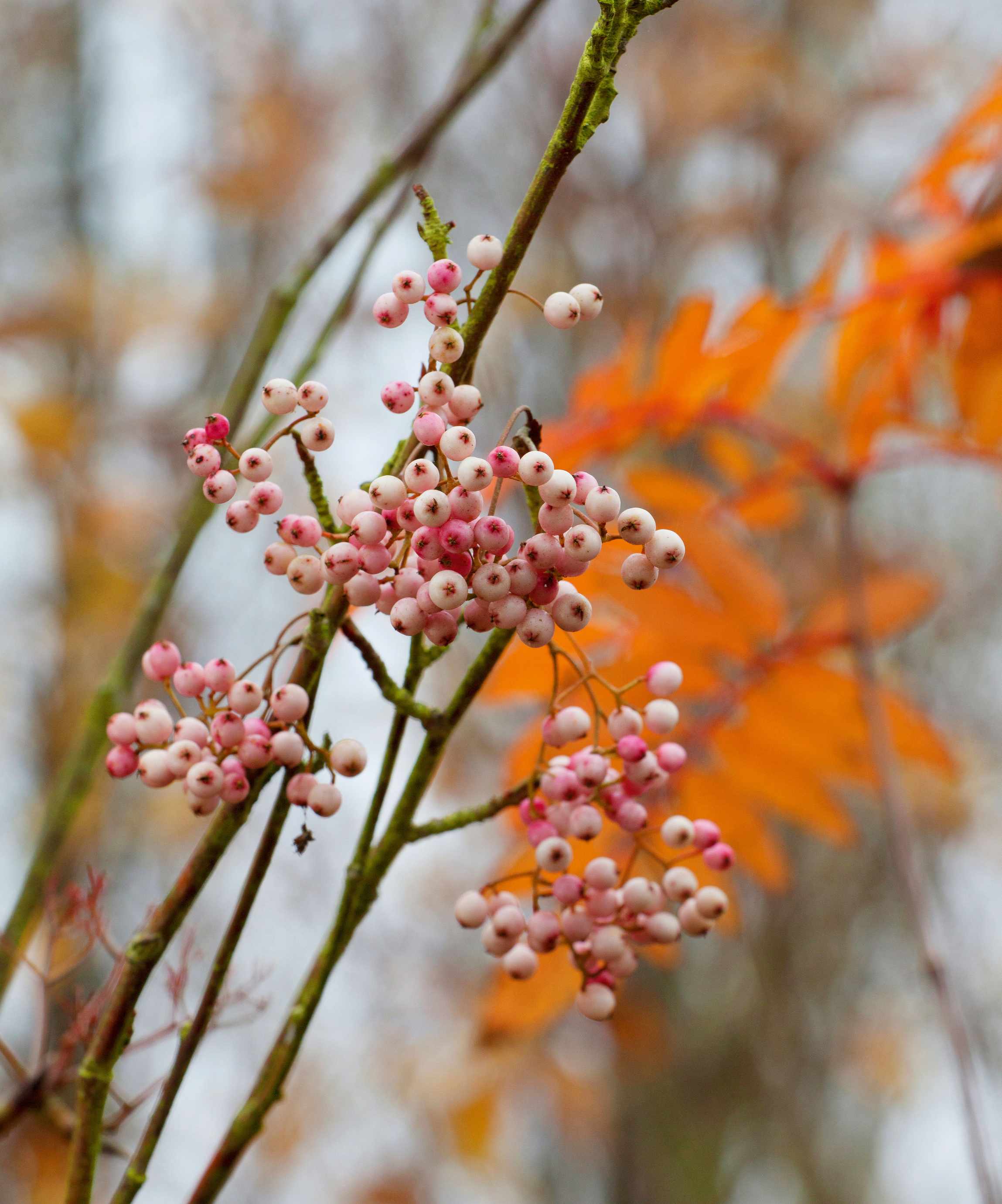 sorbus vilmorinii in fall with berries