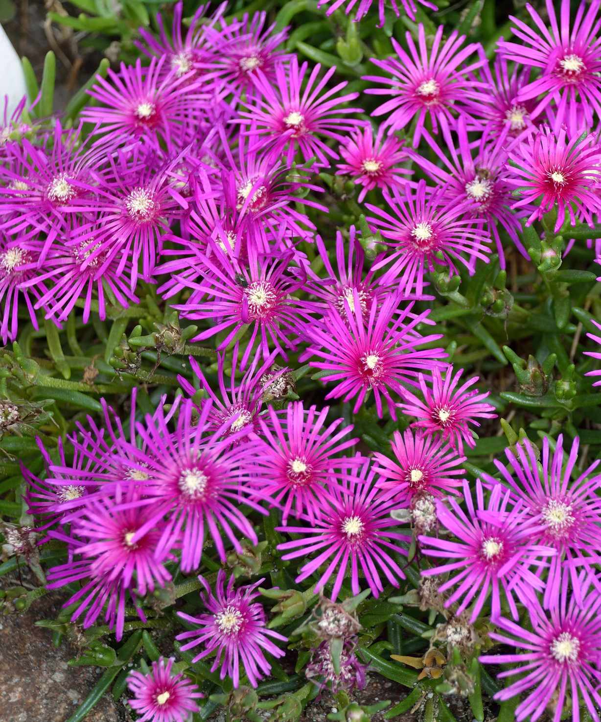purple flowers of ground cover plant Delosperma cooperi