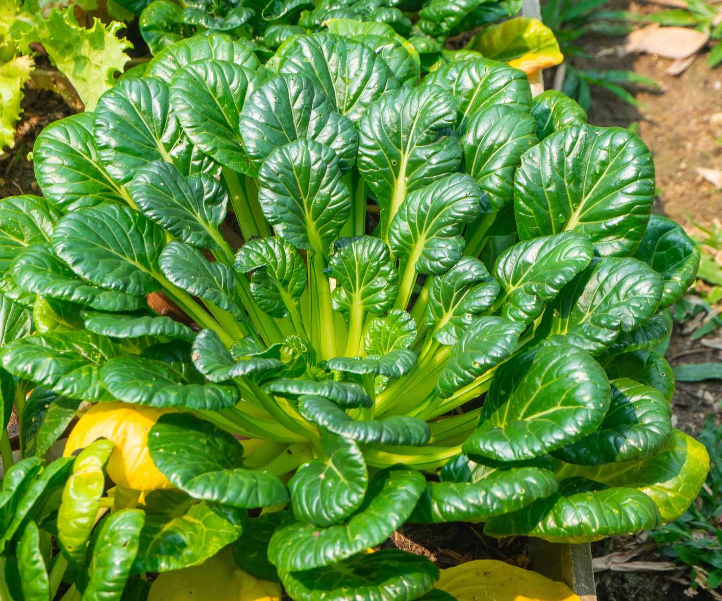 Close-up of a tatsoi plant growing