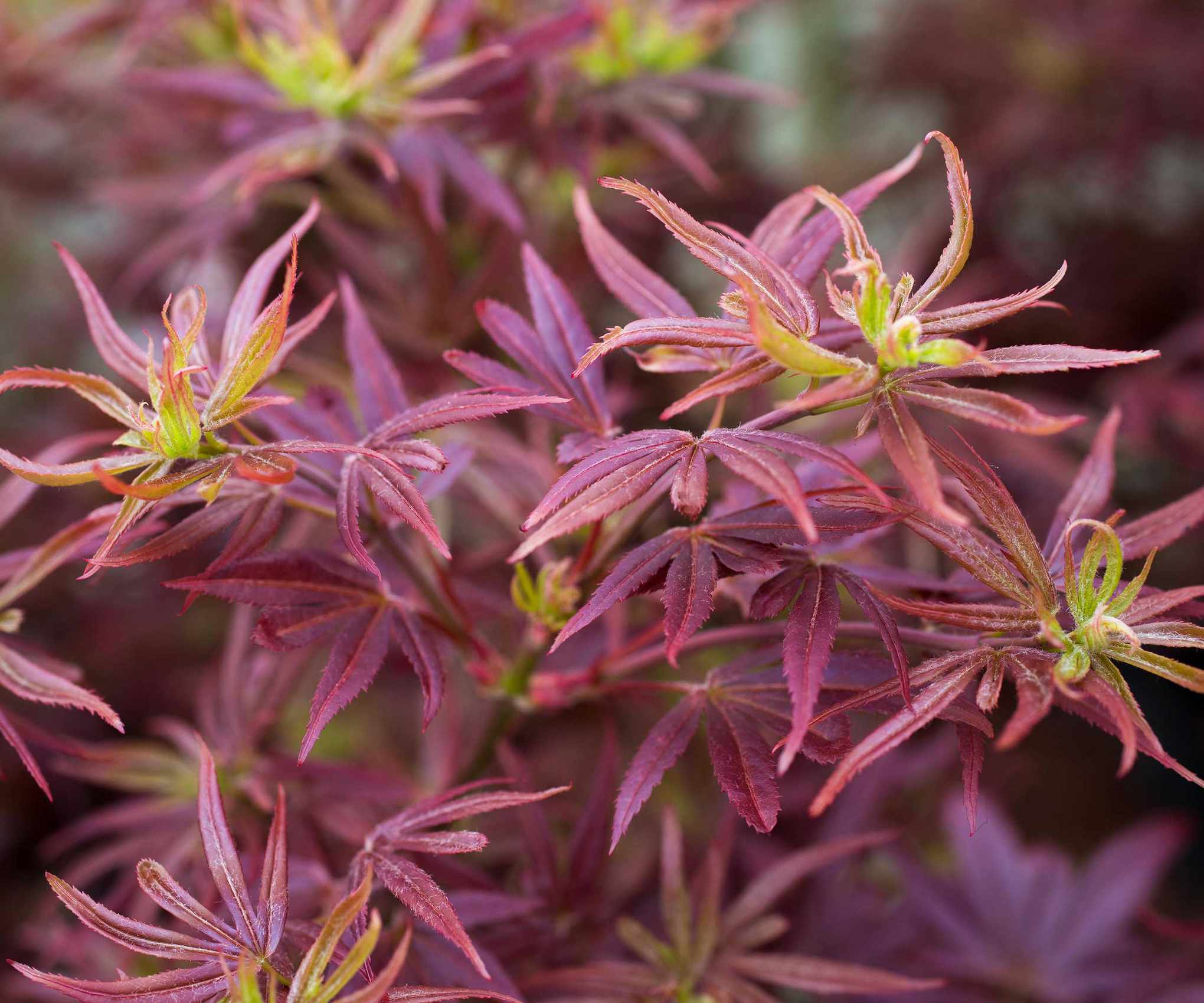 Acer palmatum 'Shaina'