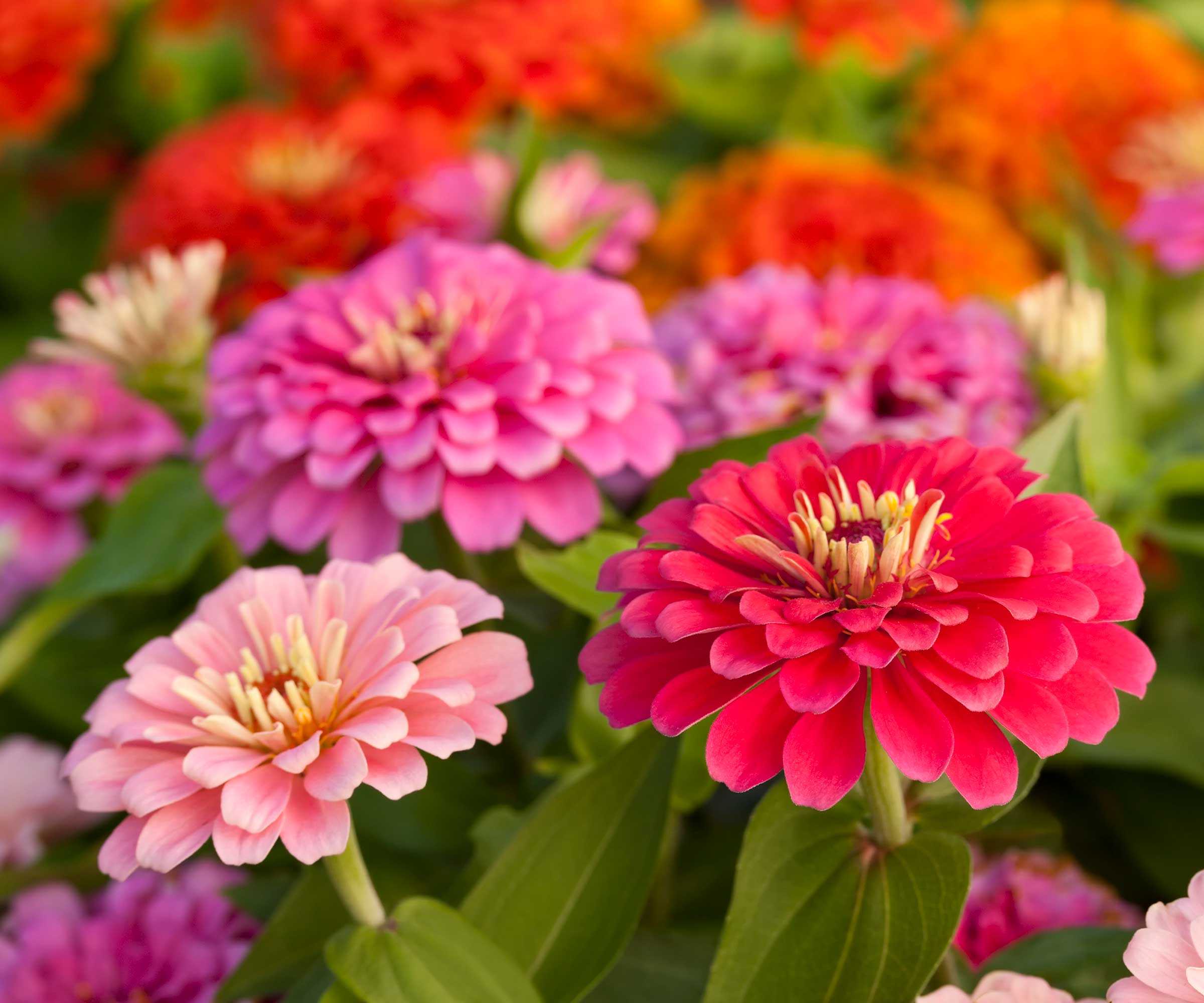 pink zinnias