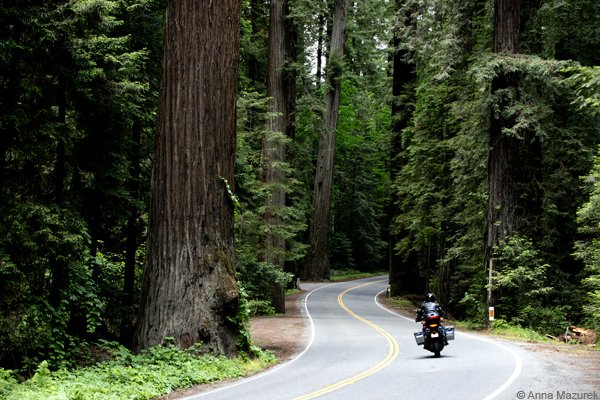 The Avenue of the Giants, California 