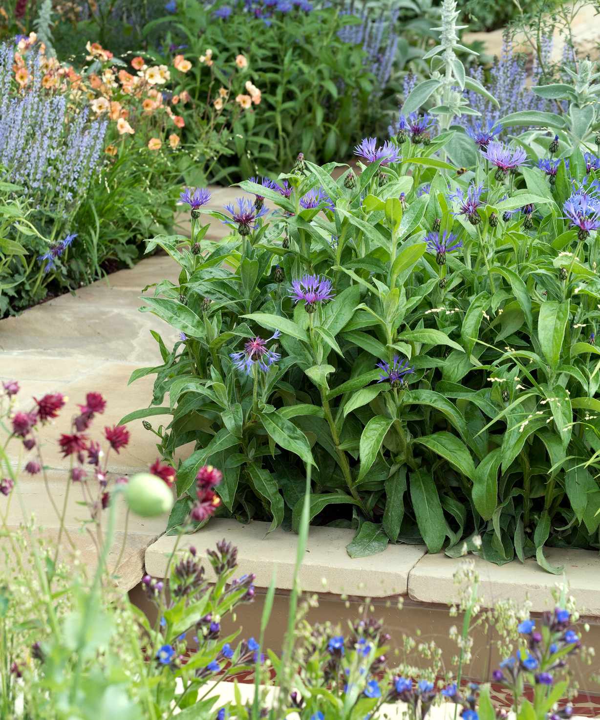 steps and garden path leading through colorful flower beds