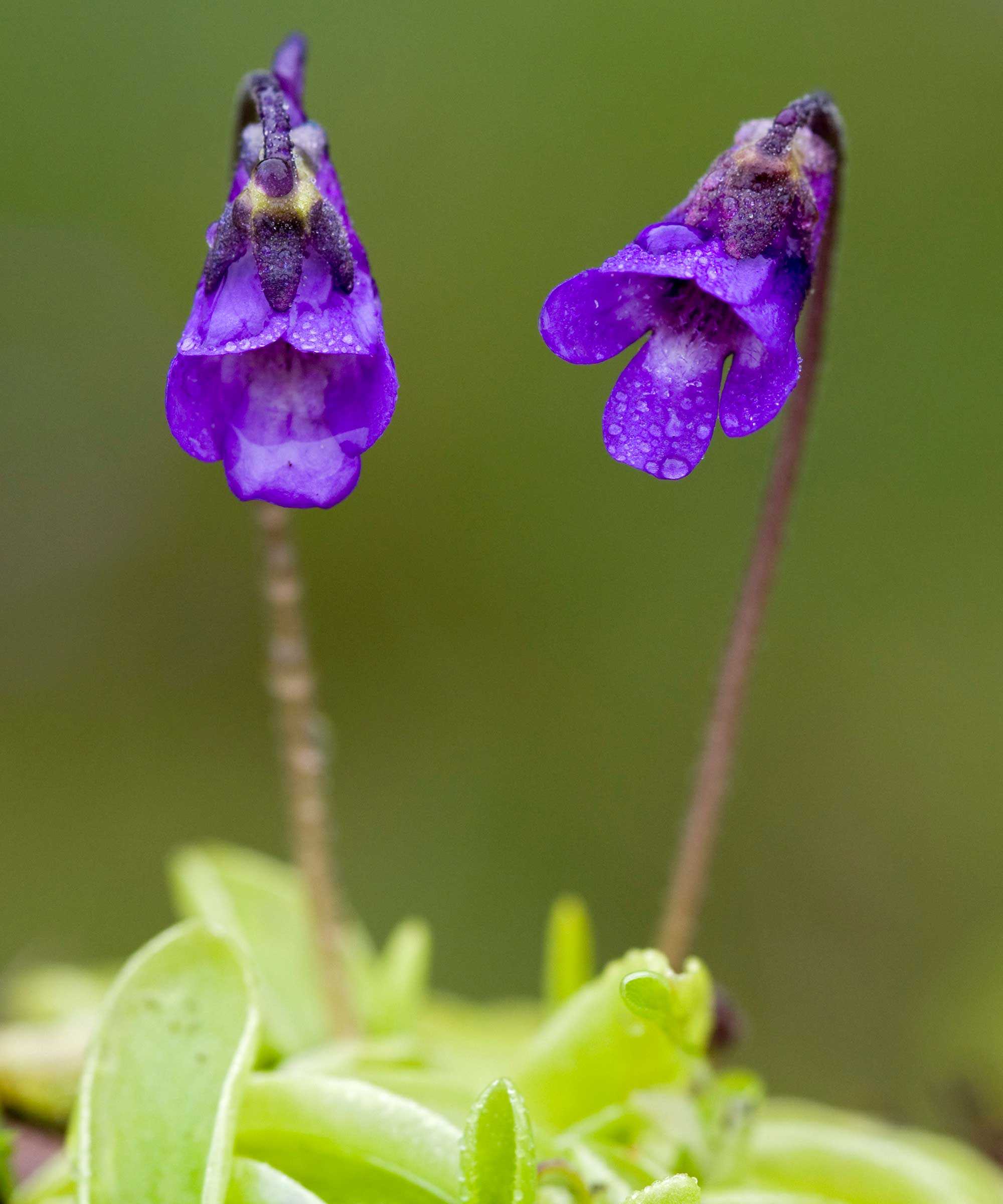 butterwort with purple flower