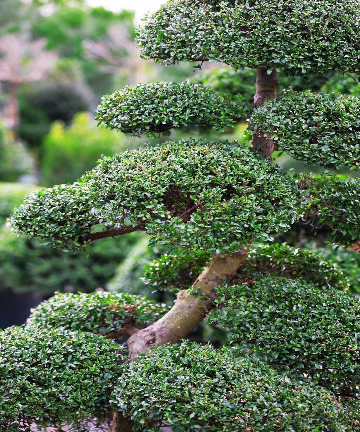 Japanese maple