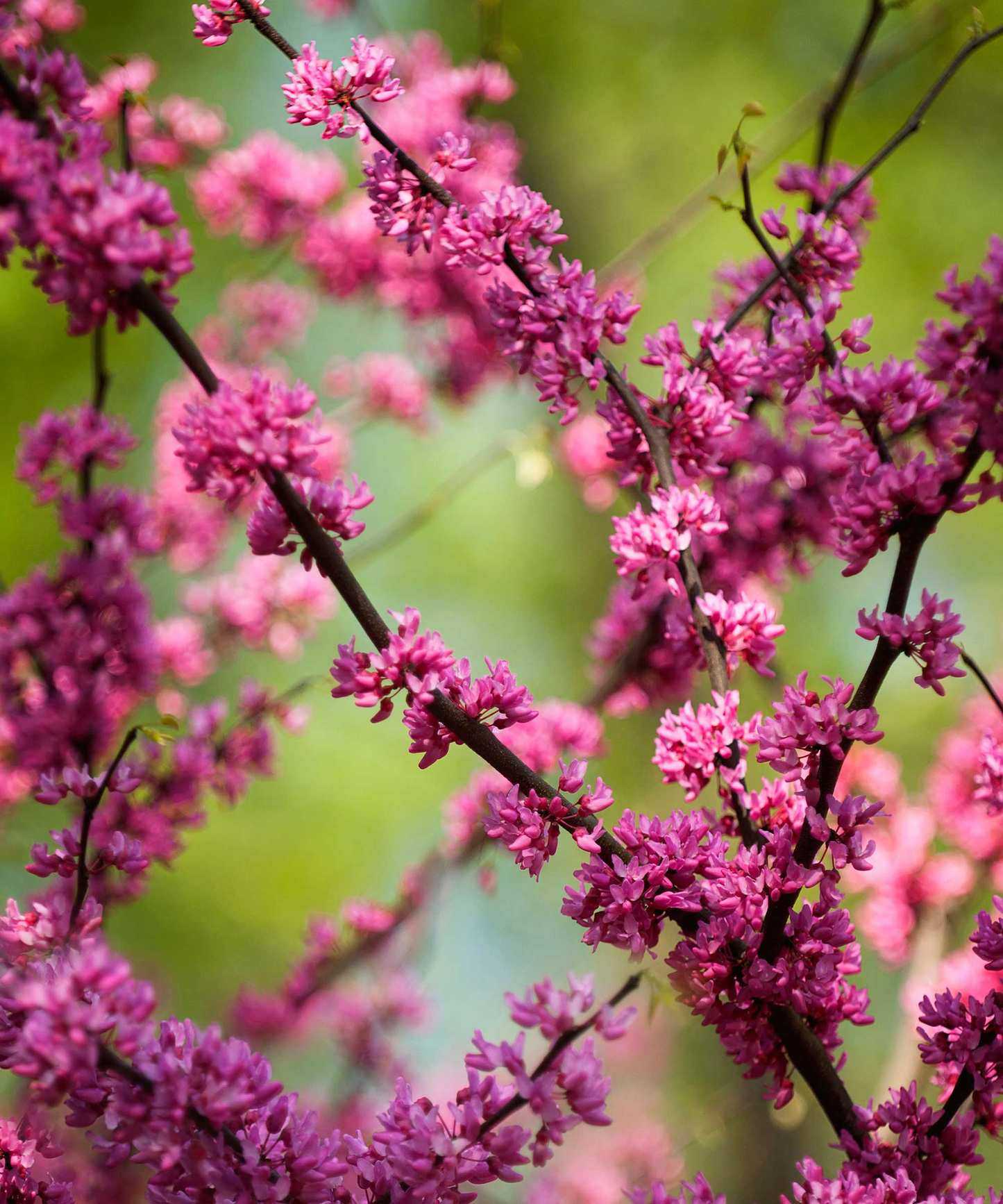 eastern redbud flowers
