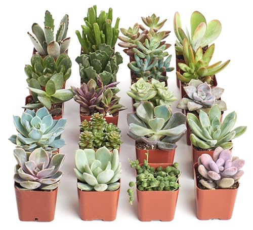 Shop Succulents Unique Succulent Plant Pack Bulk Collection - Live Mini Succulent Plants, Low Maintenance, Exceptional Colors &amp; Textures - Wedding and Party Favors, Gift &amp; Garden, Pack of 20