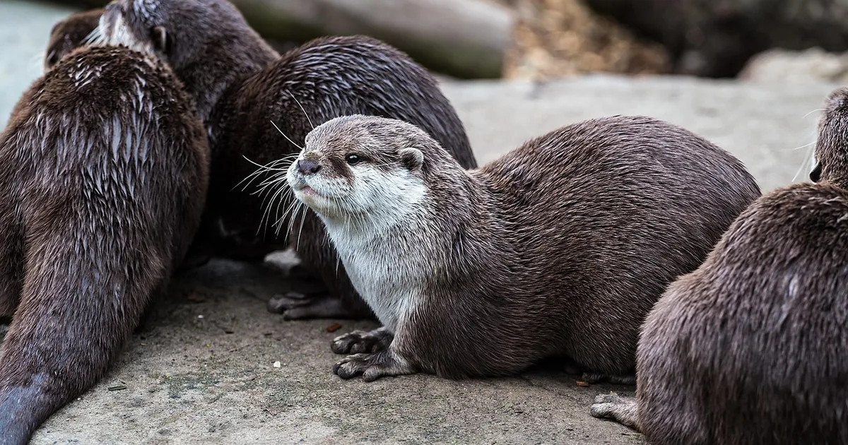 Where Smart Shoppers Find Bronx Zoo Deals in 2026