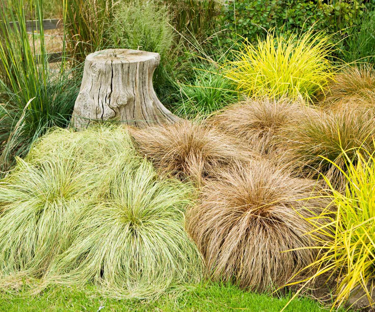 Carex Frosted Curls Carex Comans Bronze Carex testacea Carex elata aurea