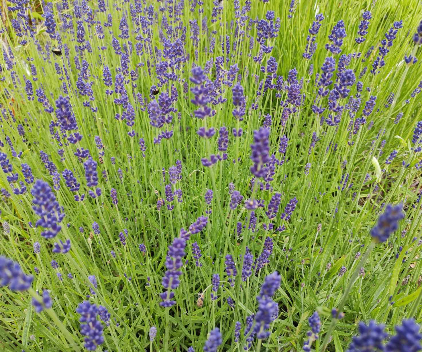 Lavender hidcote