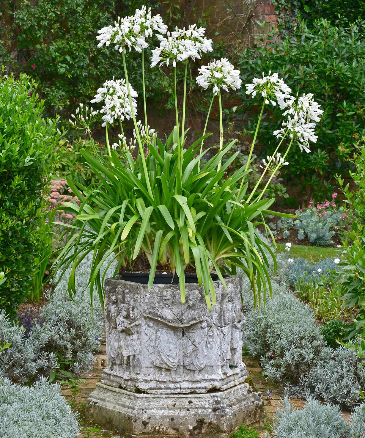 Container plant