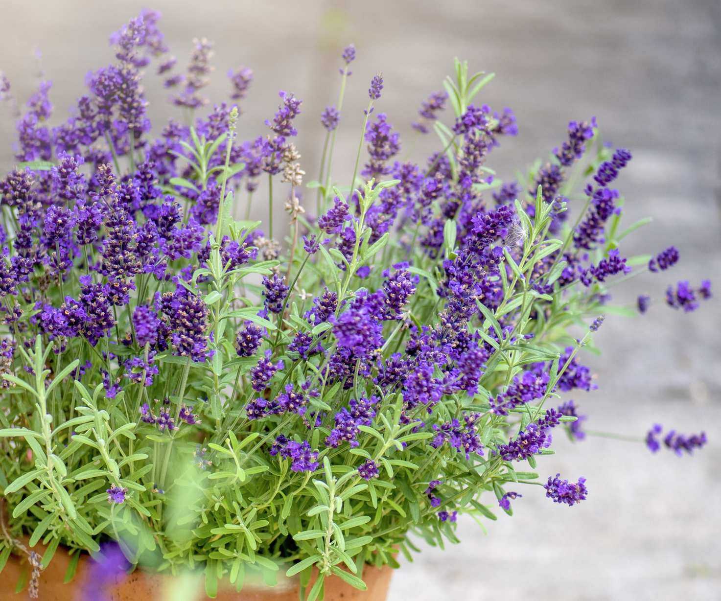 Lavender plant growing in a clay pot