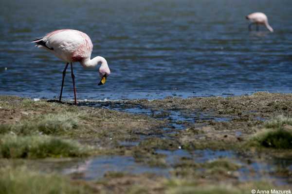 Flamingos, Bolivia