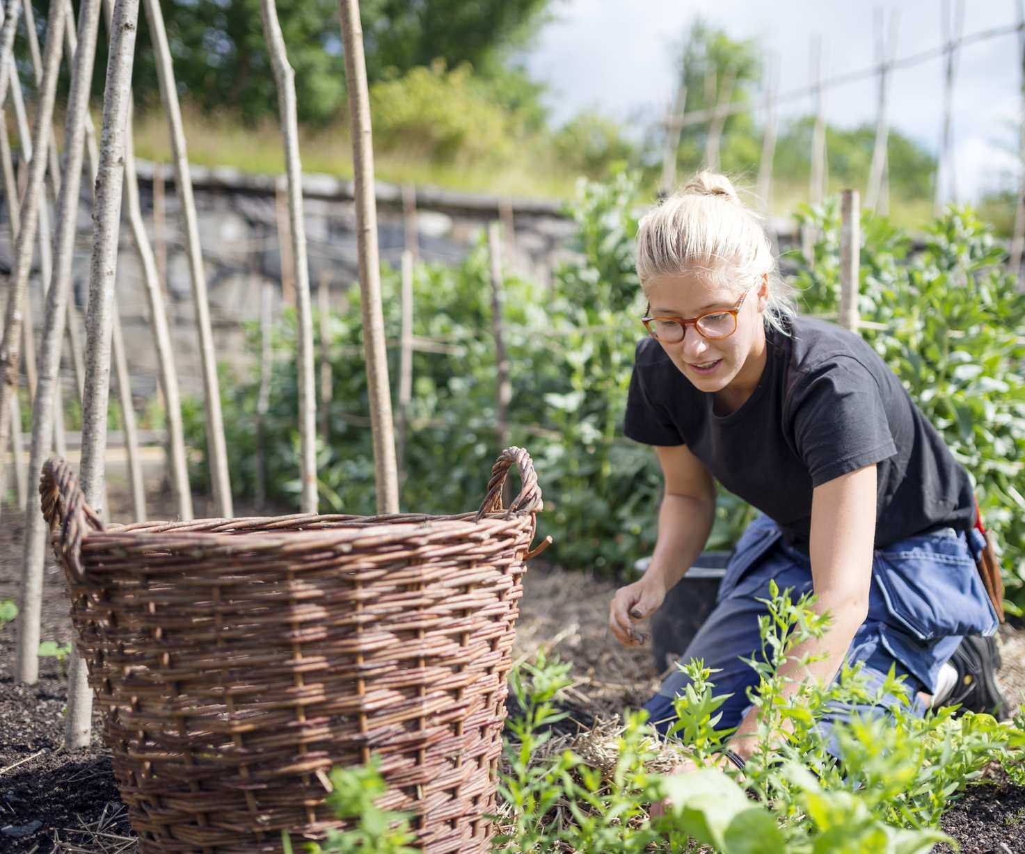 Woman weeding an allotment plot