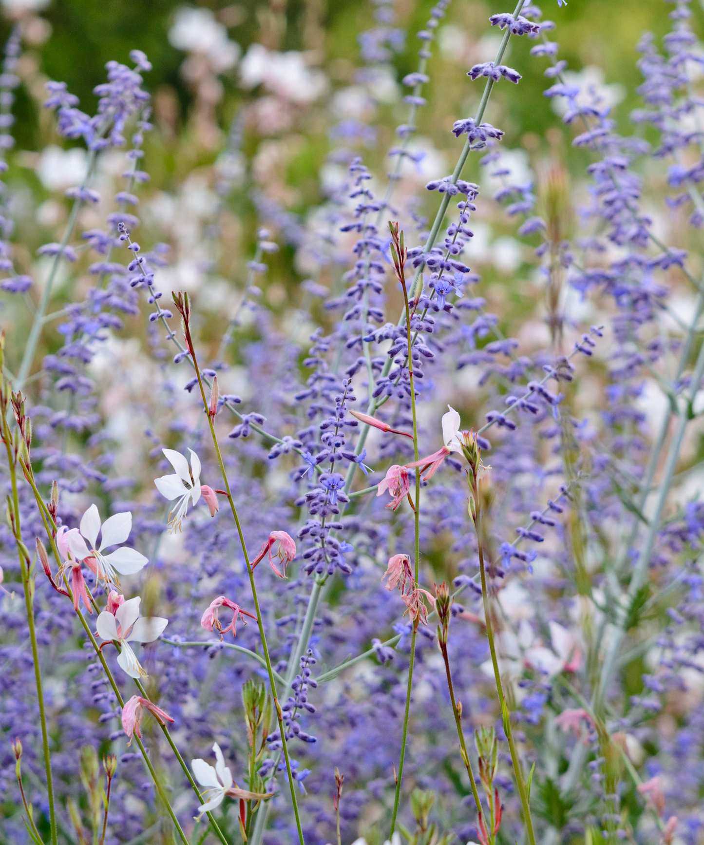 Russian sage, also known as perovskia