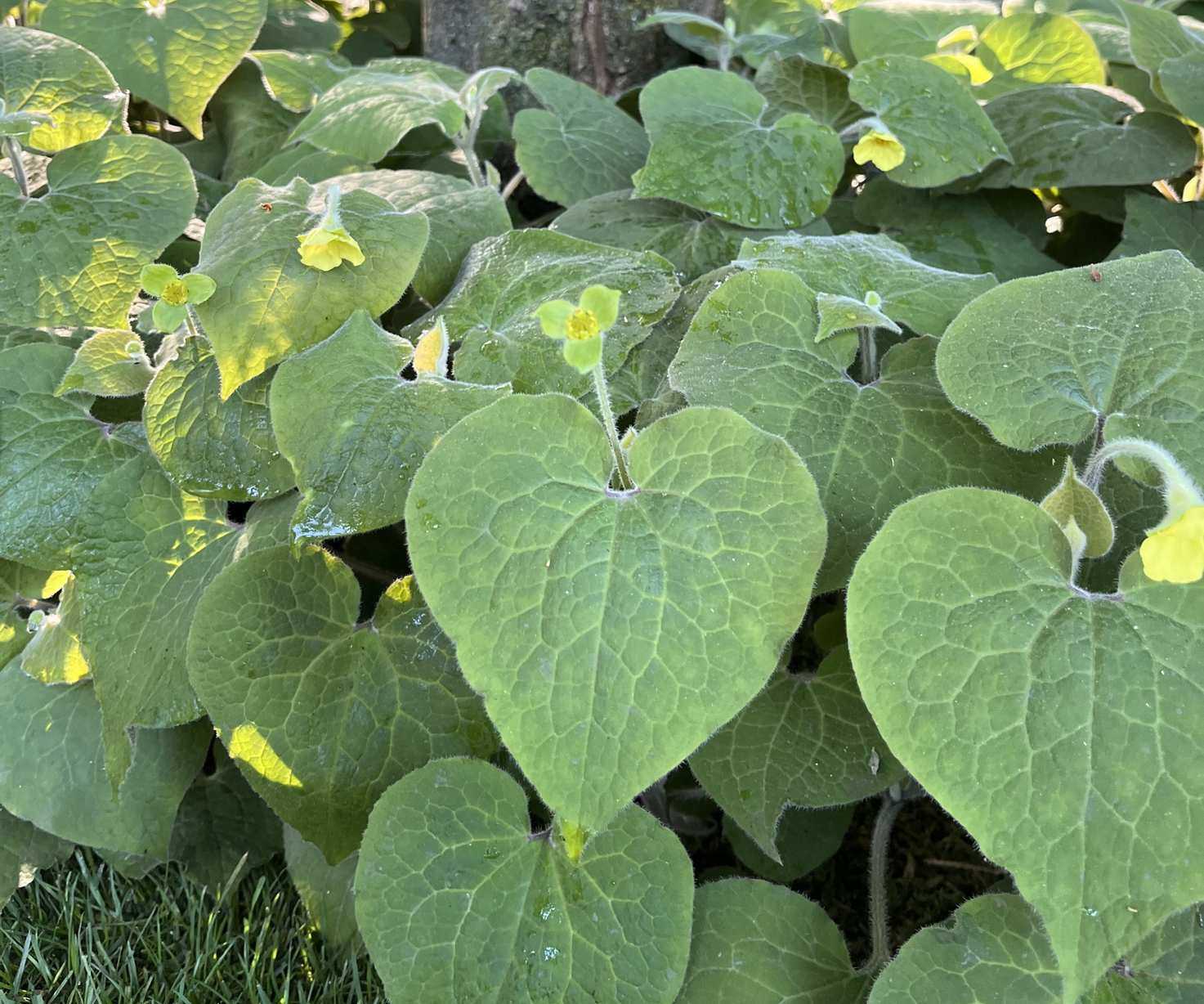 Saruma henryi, wild ginder, with heart-shaped leaves and yellow flowers