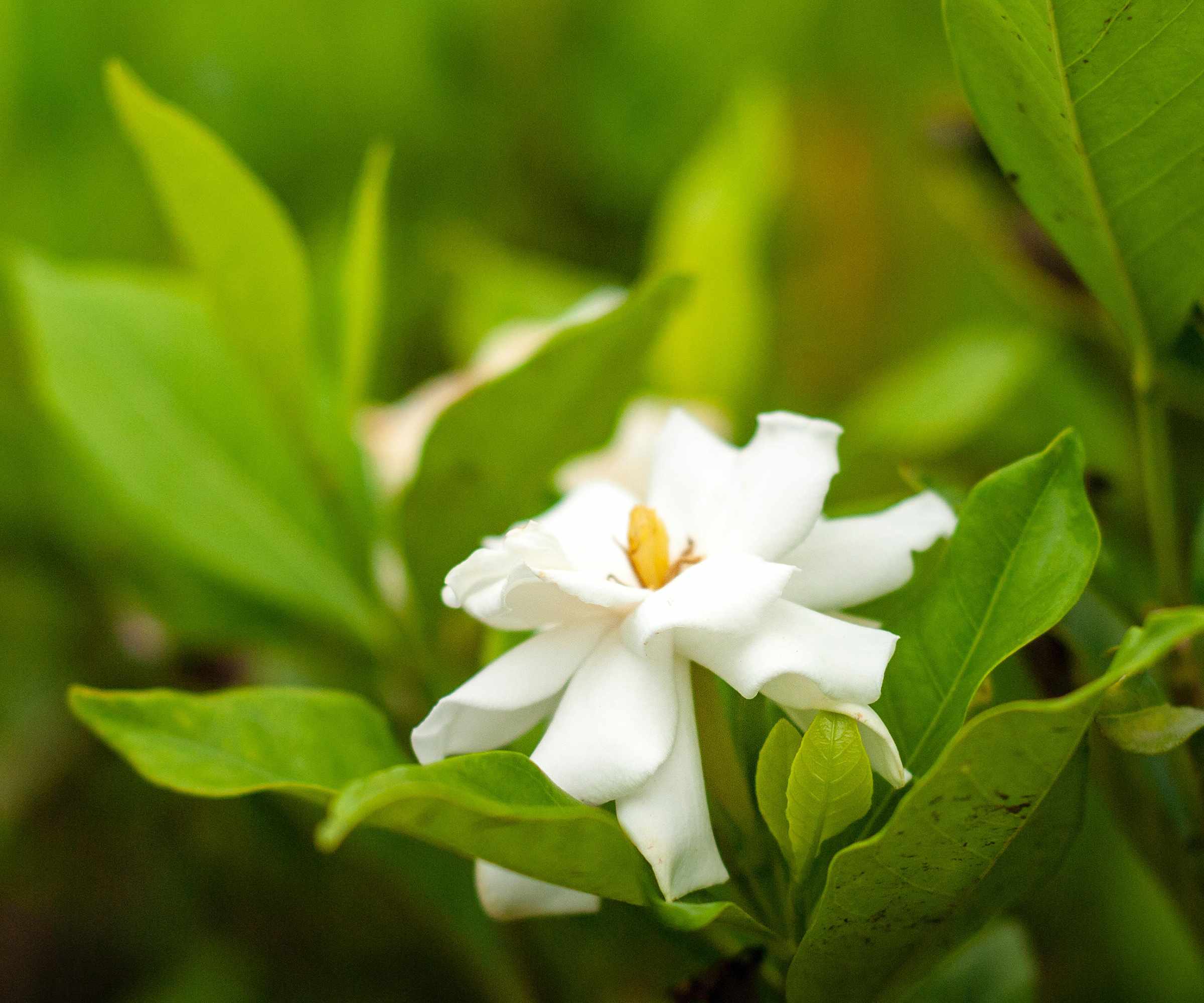 Beautiful gardenia blossom in botanical garden
