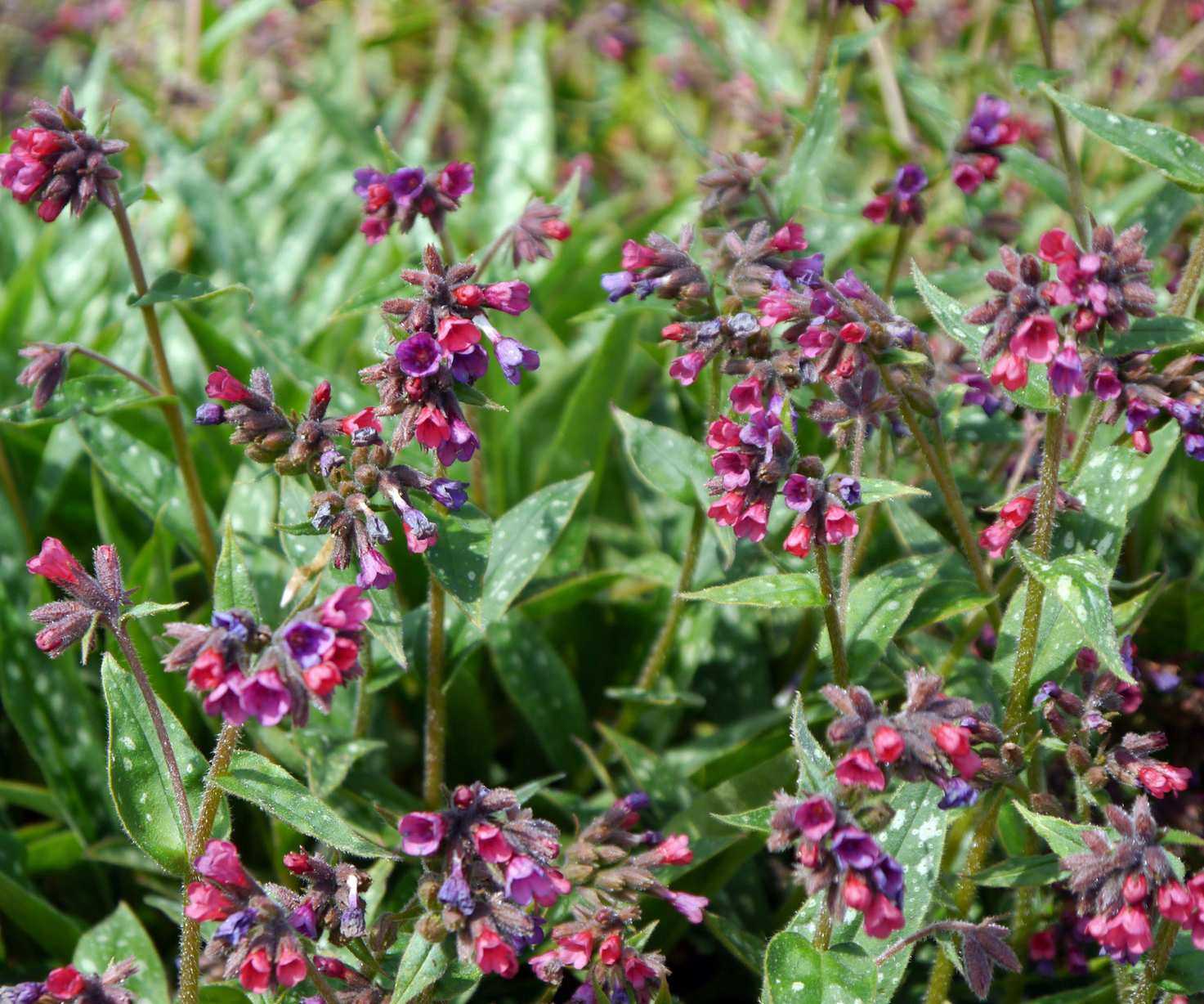 pink-red flowers of Pulmonaria &lsquo;Raspberry Splash&rsquo;