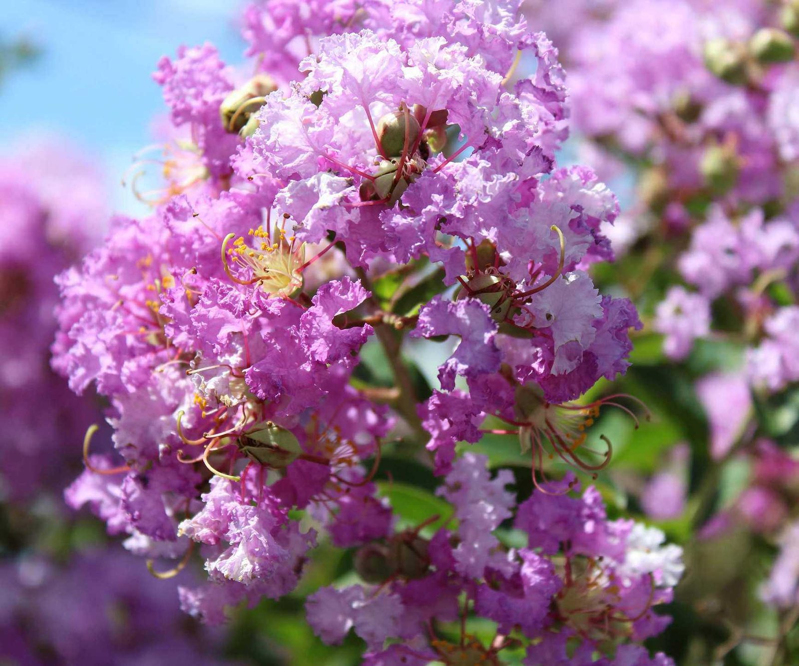 pink flowers of crepe myrtle