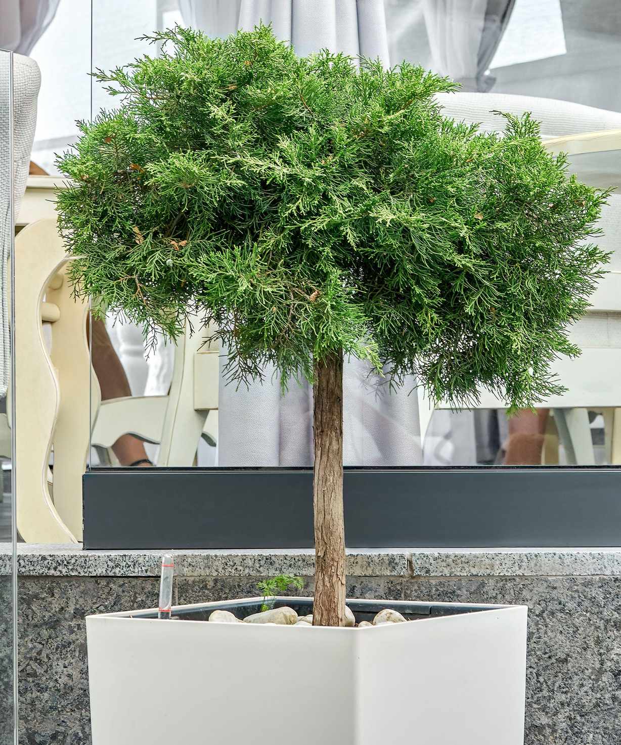 potted cypress tree