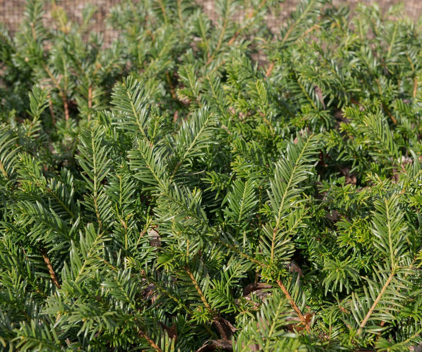 Creeping and spreading yew planted as a ground cover