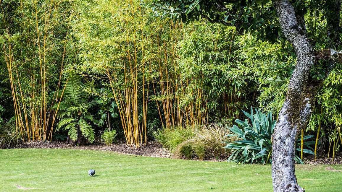 The Only Plant You Need to Add to Your Yard in April for Natural Screening – It'll Keep Your Garden Private All Year Round