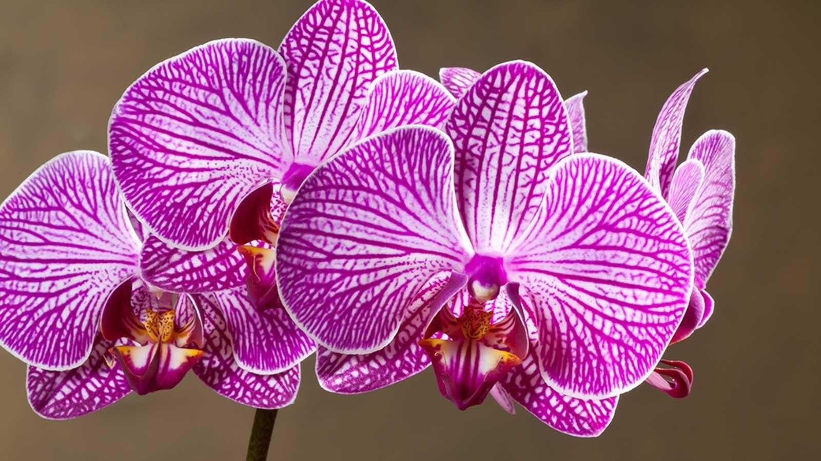 Where to place an orchid for good Feng Shui – professionals share advice for enhancing beauty and relationships