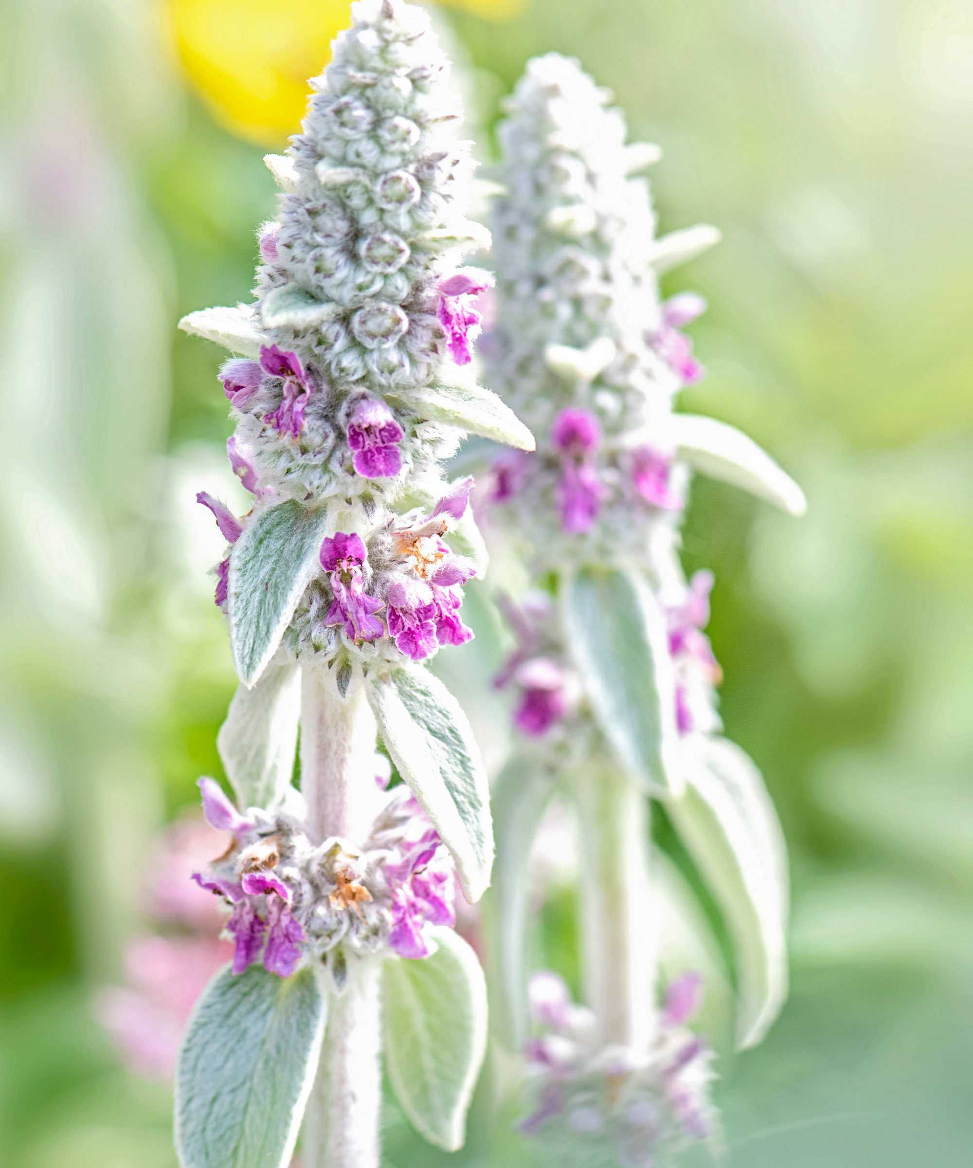 Stachys byzantina (lamb's ears)