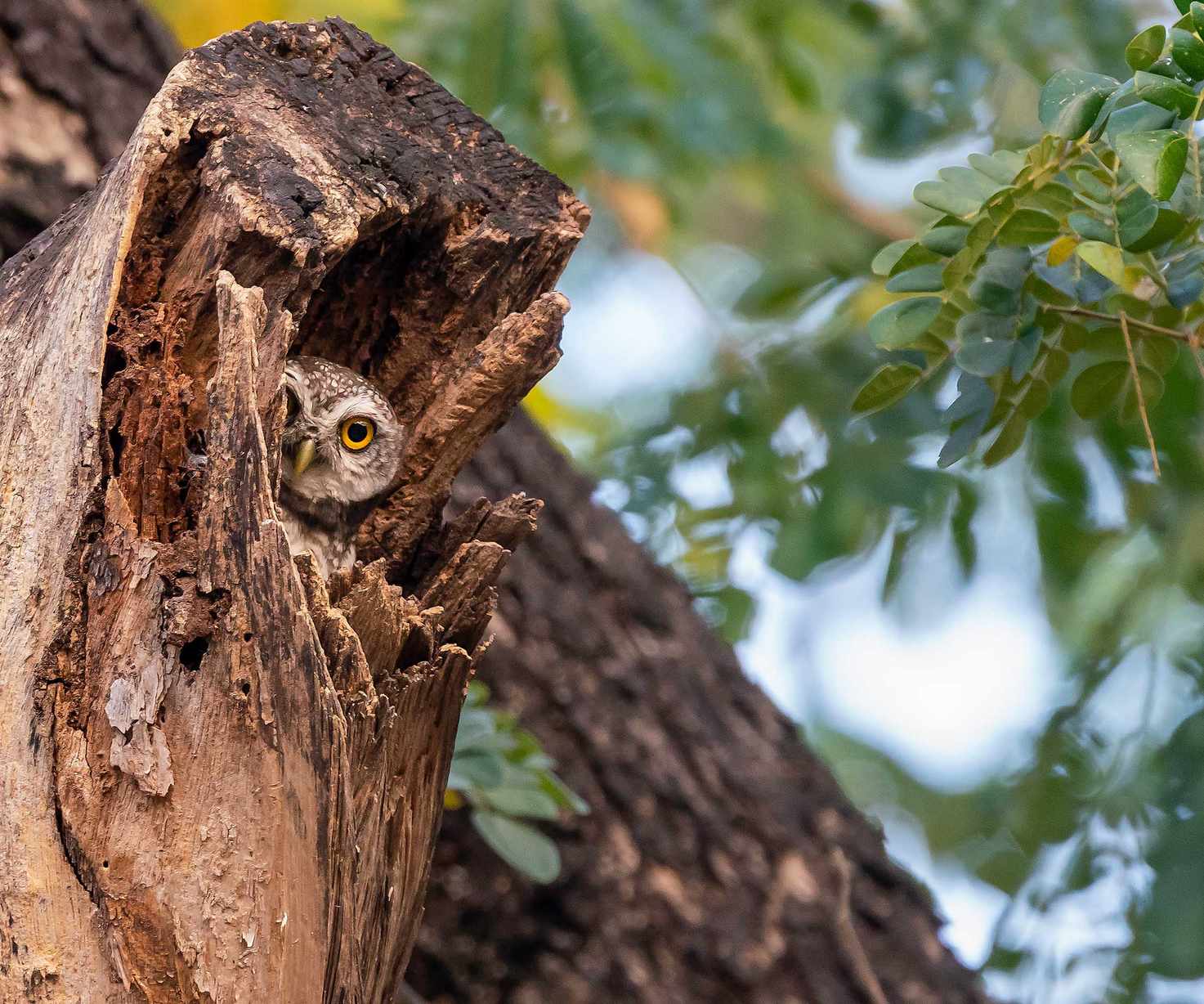 a spotted owl in a tree trunk