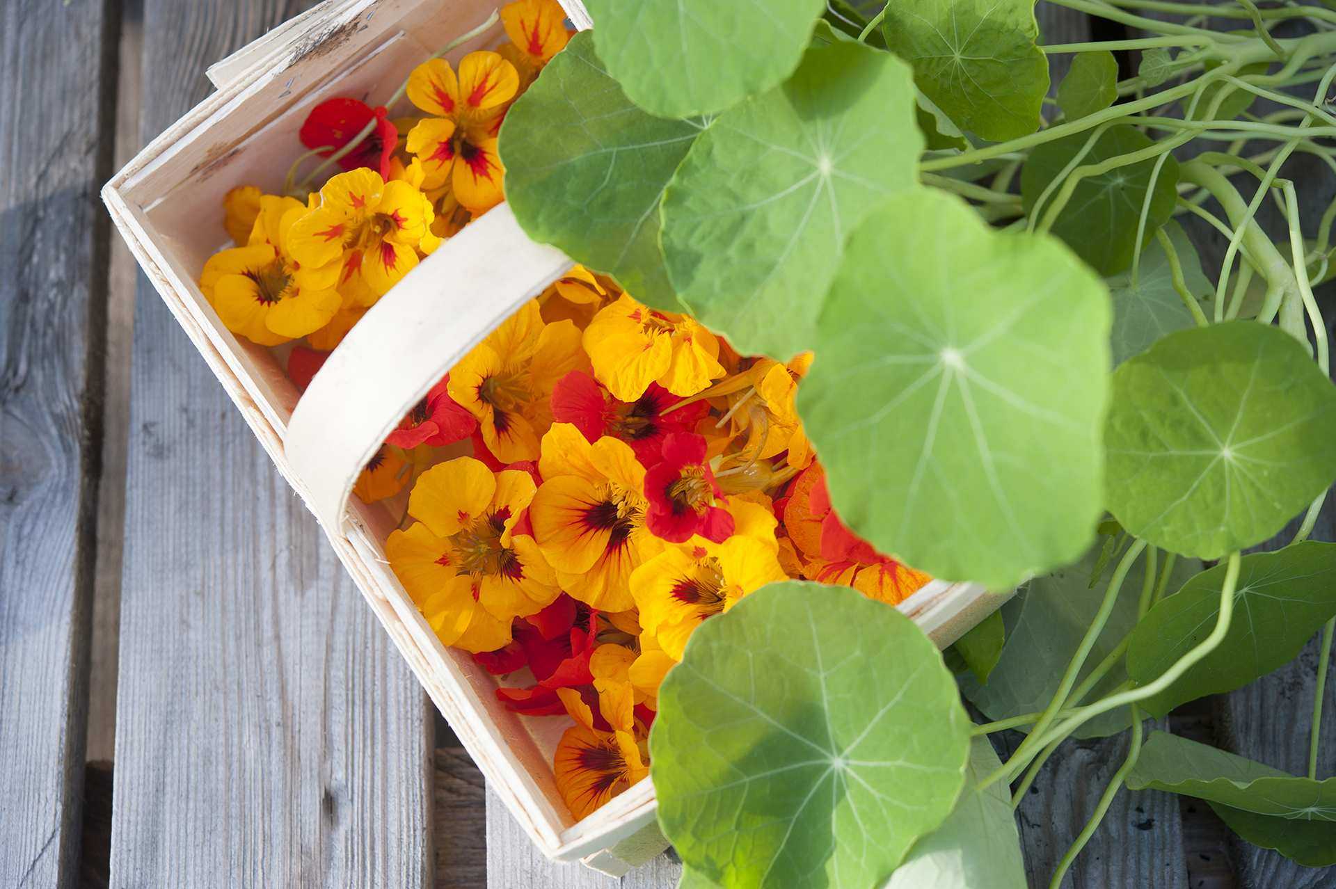 Nasturtium flowers picked in a trug