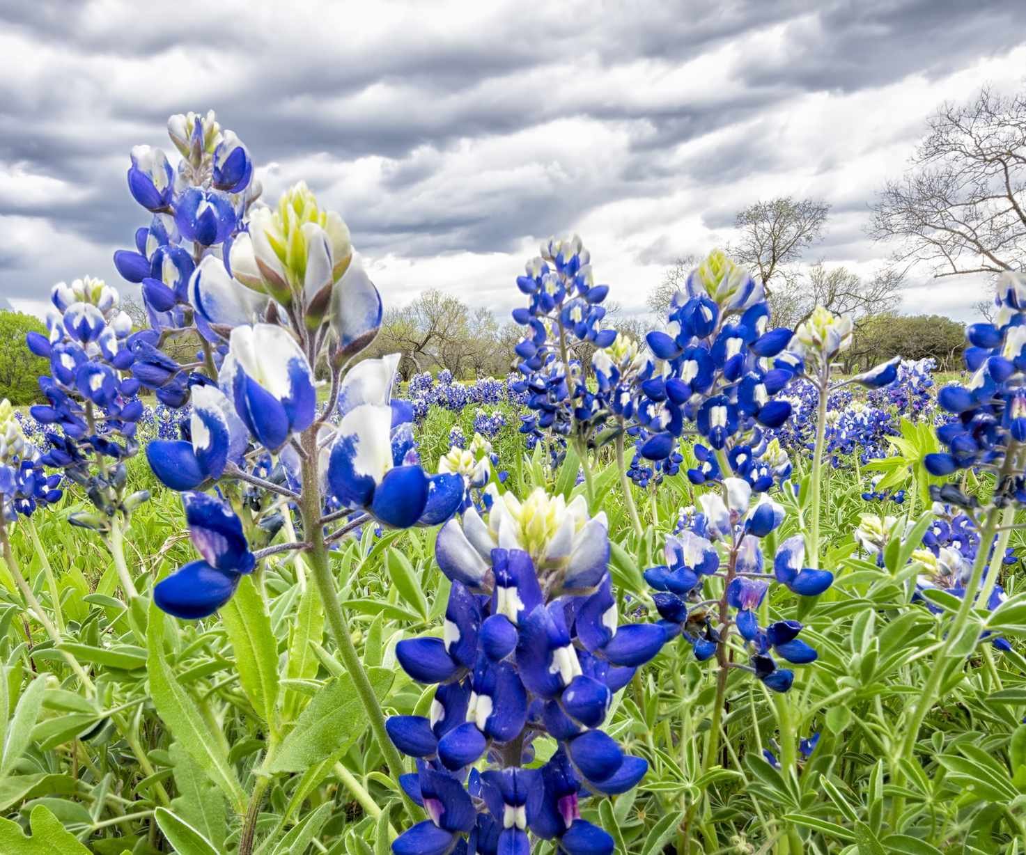 Blue lupin flowers in a field