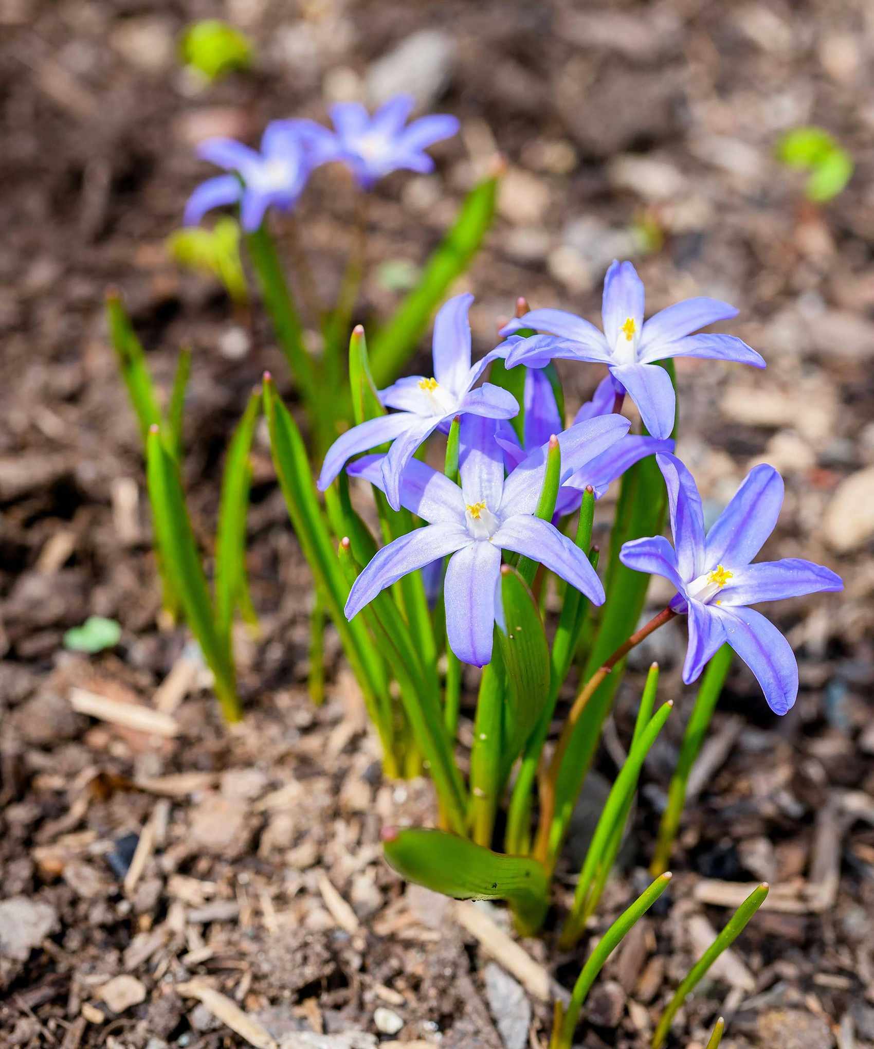 spring flower with mulch