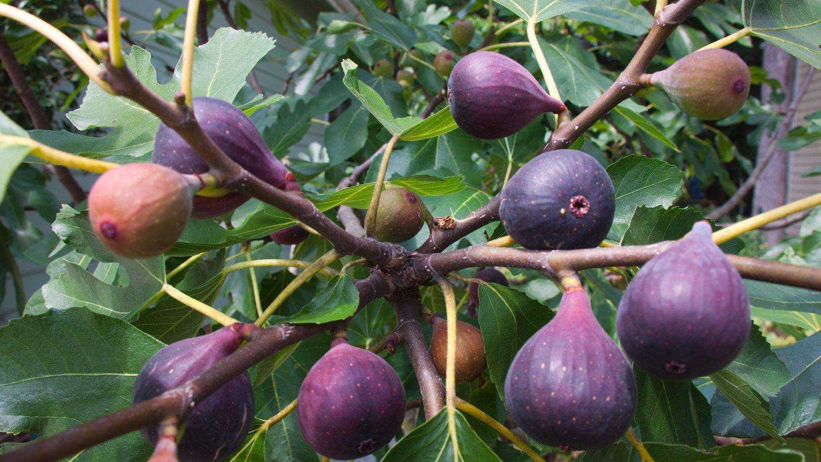 The best fig trees – to grow indoors and out