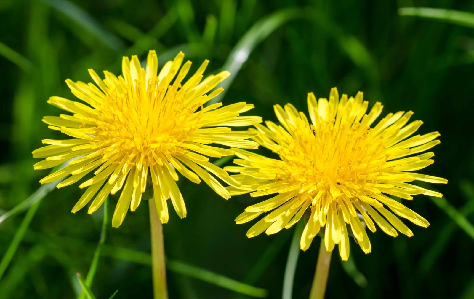 How to get rid of dandelions – from lawns and patios